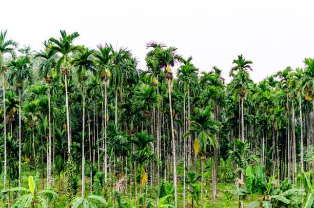 istock Rural landscape in India 2185060110