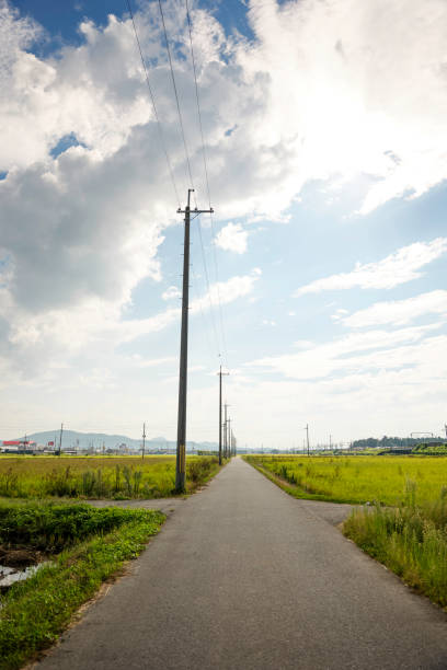 istock Rice at harvest time, blue sky, autumn scenery of rice fields 2185060610