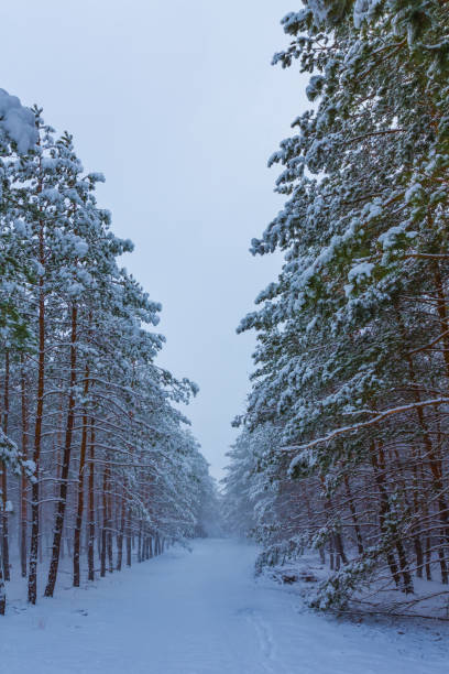 istock road through the snowbound winter fir tree forest 2185061825