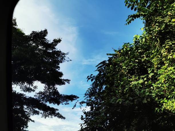 istock low angle of trees with beautiful blue sky background 2185061994