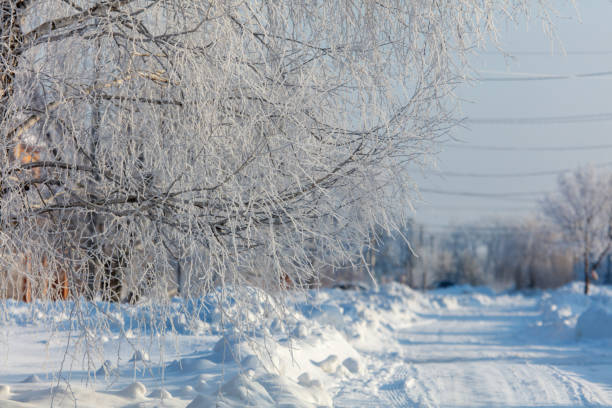 A snowy road with a tree in the background. The tree is covered in snow and the snow is piled up on the ground. Scene is peaceful and serene, as the snow-covered landscape creates a calm