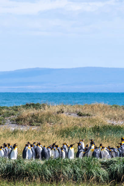istock King penguin colony on Tierra de Fuego 2185063571