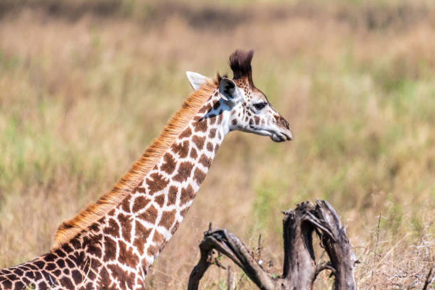Close-up of a young Masai Giraffe - Giraffa tippelskirchi- feeding from acacia trees in the Serengeti, Tanzania