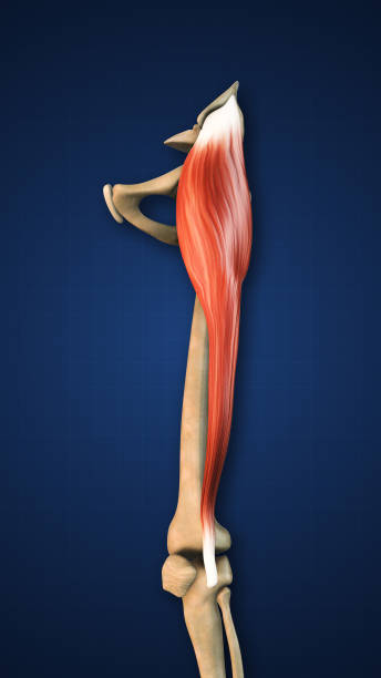istock Tensor Fasciae Muscle with Lower Limb 2185065332