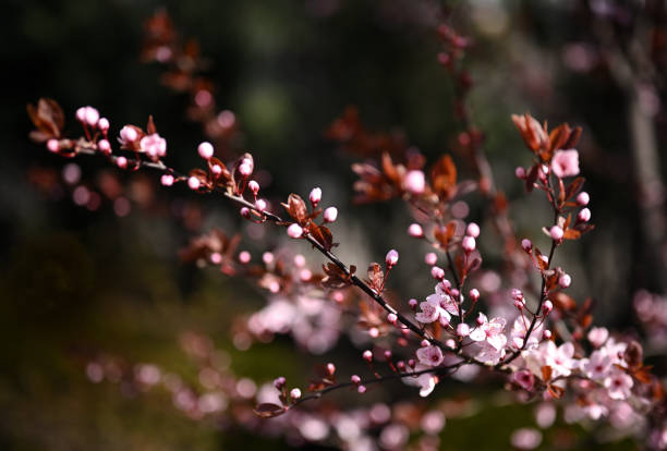 A close-up photograph of a delicate cherry blossom branch adorned with soft pink flowers and buds. The deep brown leaves and blurred green background create a stunning contrast, highlighting the vibrant beauty of the blossoms. Capturing the essence of spring, this image evokes feelings of renewal, growth, and serenity. Perfect for themes of nature, botany, and seasonal beauty.