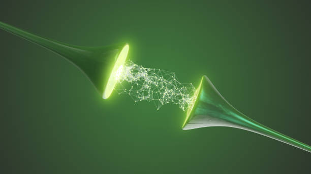 When electrical signals flow through neurons and synapses, they travel as \