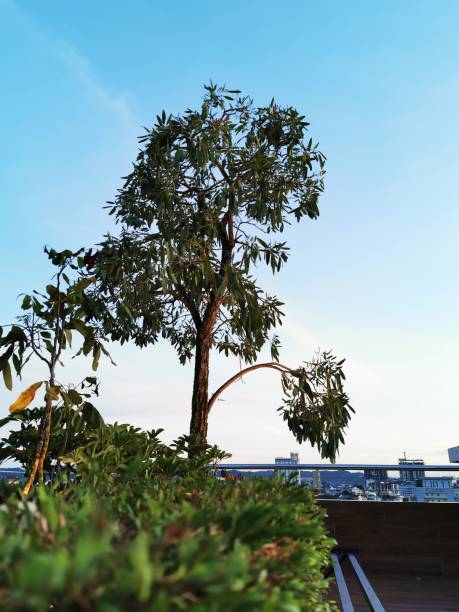tree against a bright blue sky in indonesia