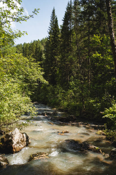 istock A river flowing through a lush green forest on a sunny day 2185068810