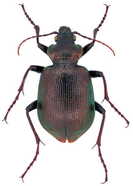 istock Lesser searcher beetle or caterpillar-hunter (Calosoma inquisitor) on white background. 2185069061