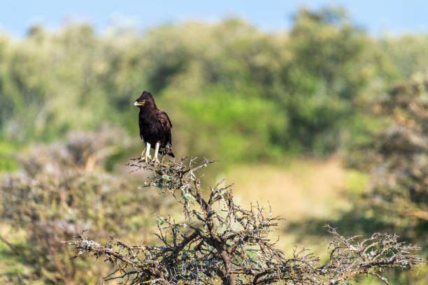 istock Long-crested eagle in Lake Nakuru national park 2185070087