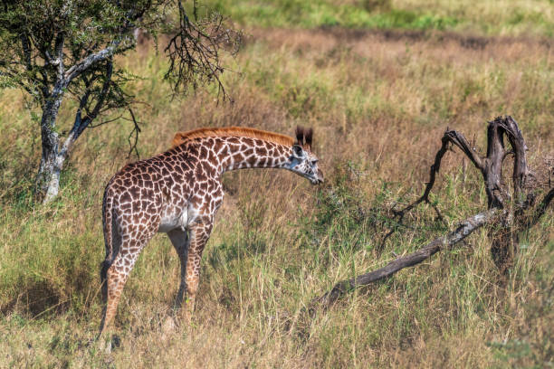 istock Masai Giraffe in the Serengeti 2185070132