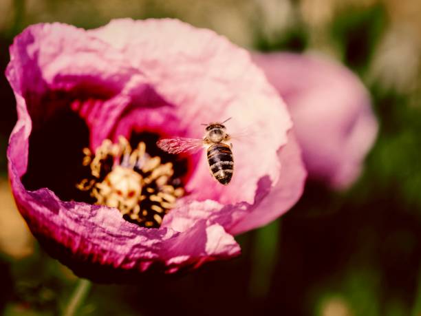 Bee Hovering Over A Wild Red Poppy