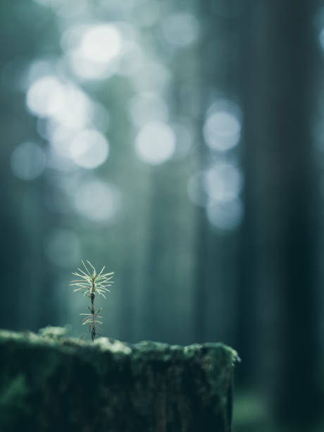 A small moss sprout emerges from a tree stump in a dense forest during early morning light