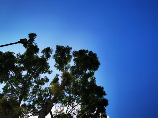 istock low angle of trees with beautiful blue sky background 2185072021