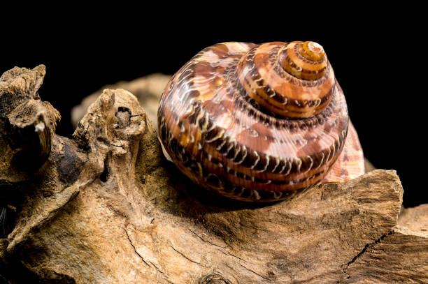 istock Elegant Tiger Cowrie Conch on Driftwood on Black Background 2185073786