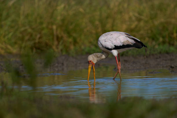 istock Yellow-billed Stork fishing 2185074130