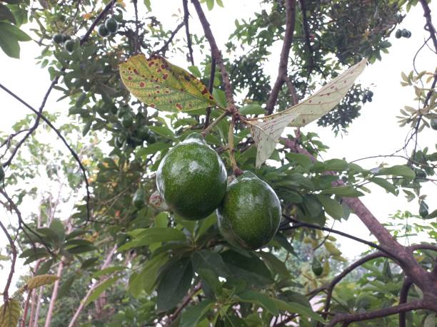 istock two avocados ready to harvest 2185074148