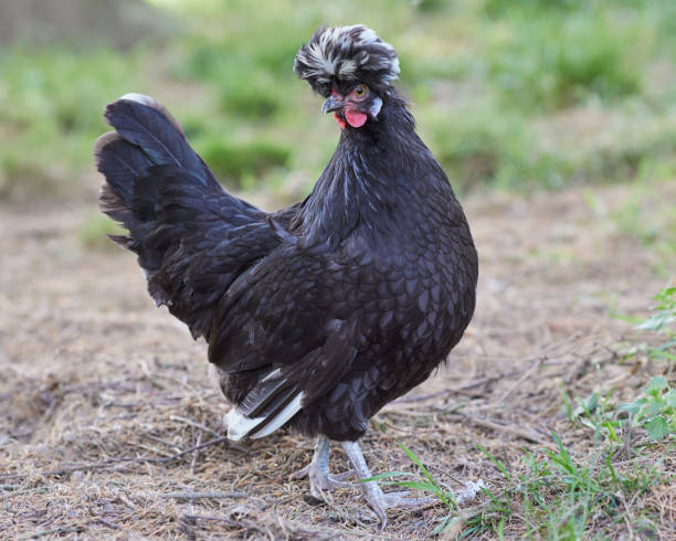 istock Black Polish chicken free range in garden 2185074843