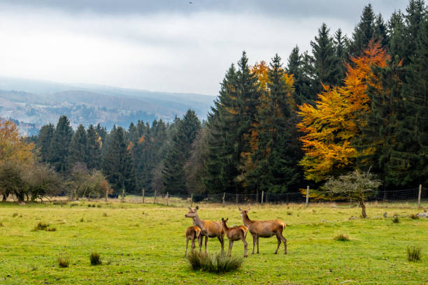 An autumn cycle tour through the Thuringian Forest on the Mommelstein cycle path between Schmalkalden and Brotterode - Thuringia - Germany