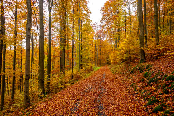 istock An autumn cycle tour through the Thuringian Forest on the Mommelstein cycle path between Schmalkalden and Brotterode - Thuringia 2185075801