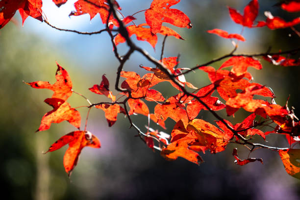 istock Red leaves in autumn at Mount Lushan, China 2185076274
