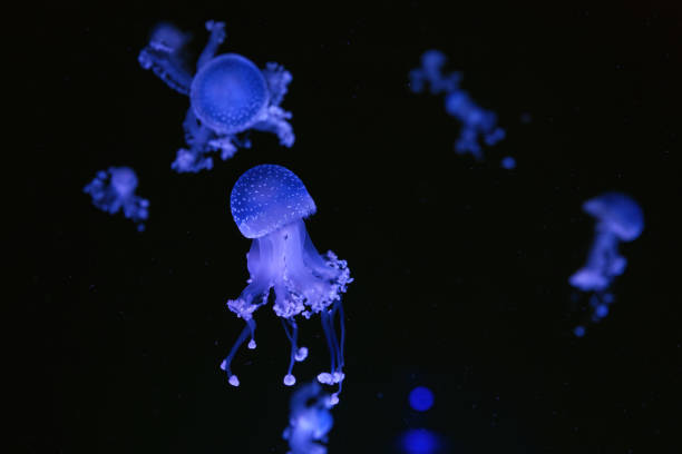 istock Fluorescent jellyfish close up, swim underwater aquarium pool wtih blue neon light 2185078280