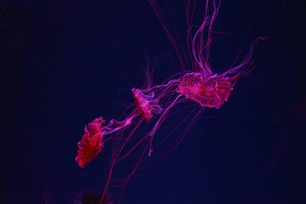 istock Three fluorescent jellyfish swimming underwater aquarium pool with red neon light. 2185078281