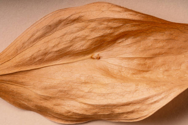 Dried leaf close up, macro trend, autumn brown leaf with natural texture as nature background. Fall aesthetic backdrop with leaves texture with veins, autumnal foliage, beauty of nature.