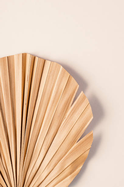 istock Dried palm leaf on beige paper surface background, backdrop mockup 2185079714