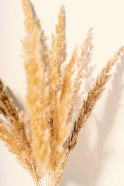istock Dry pampas grass reeds against on beige background. Beautiful pattern with neutral colors. Minimal, stylish, monochrome concept. 2185079732