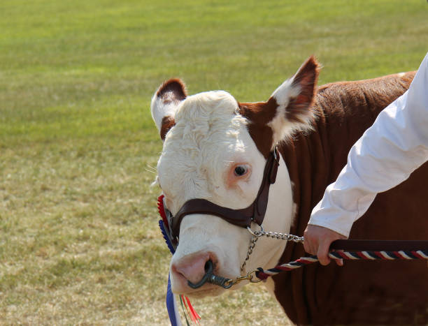 istock Champion Hereford Bull. 2185081194