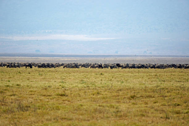 Tanzania Wildlife