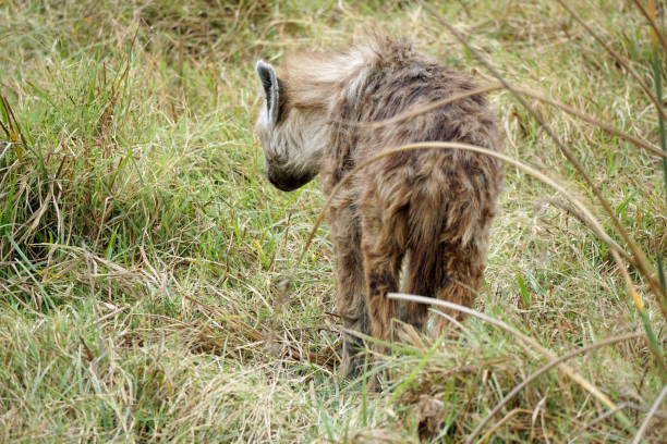 Tanzania Wildlife
