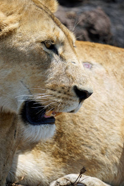 Tanzania Wildlife
