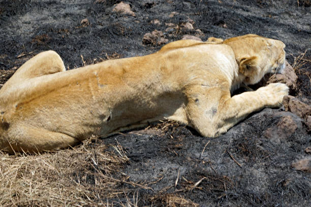 Lion resting in savanna with eyes closed, surrounded by lush green grass. The animal is lying peacefully in its natural habitat, enjoying the warmth and tranquility of the open landscape.