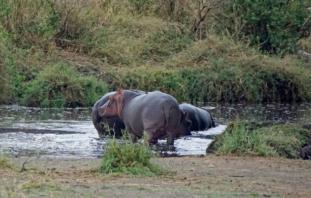 istock Tanzania Wildlife 2185082347