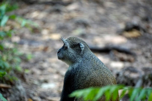Tanzania Wildlife