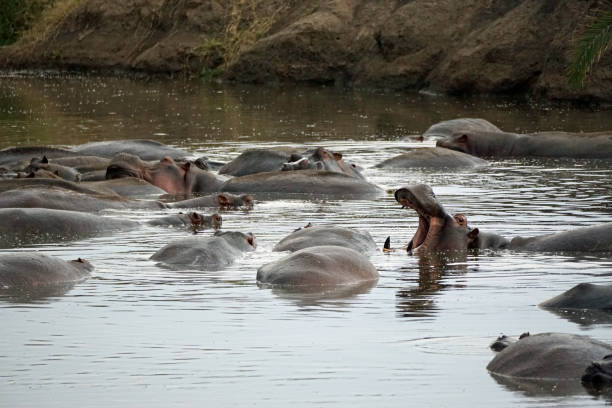 istock Tanzania Wildlife 2185082794