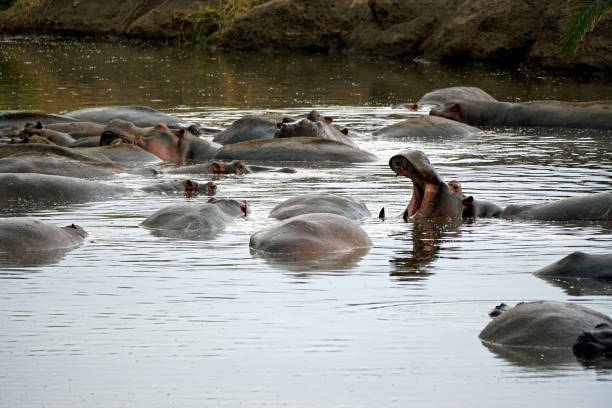 istock Tanzania Wildlife 2185082798