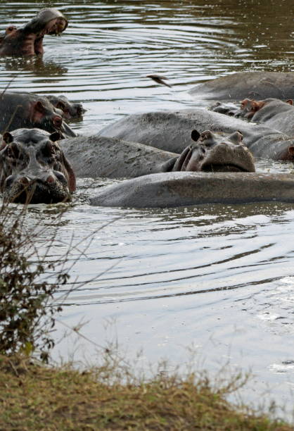 istock Tanzania Wildlife 2185082896