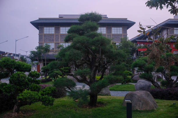 istock A lush Japanese garden featuring sculpted pine trees, neatly trimmed greenery, and decorative rocks. 2185083049