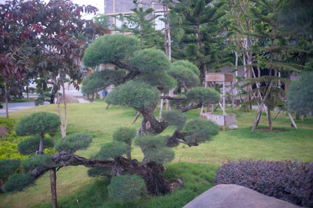 Coniferous green bonsai in a flowerpot on a wooden table.
