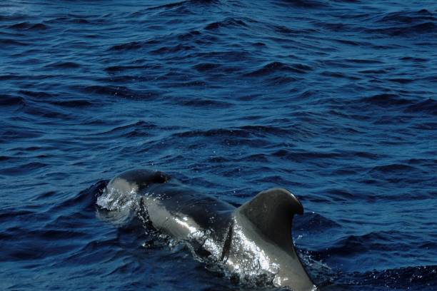 istock Dolphin in Madeira Island 2185083492