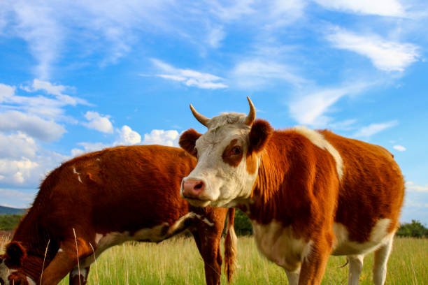 istock herd of cows grazing on summer meadow 2185085328