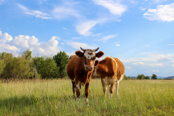 herd of cows grazing on summer meadow