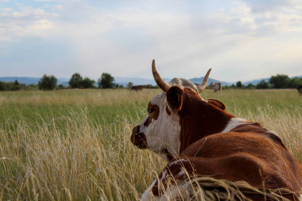 Cow lying in meadow grass in summer, annoyed with flies