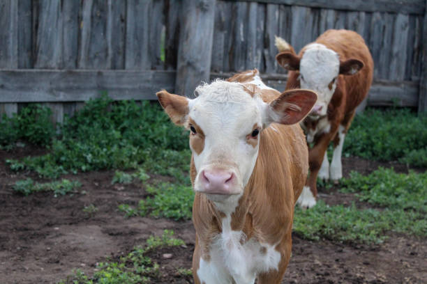 Bulls and cows raised for slaughter on Eid al-Adha