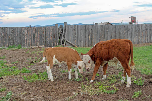 Two calves playing with each other on farmland