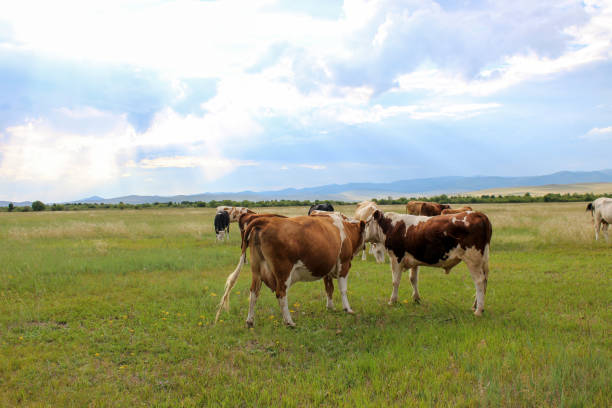 herd of cows grazing on summer meadow