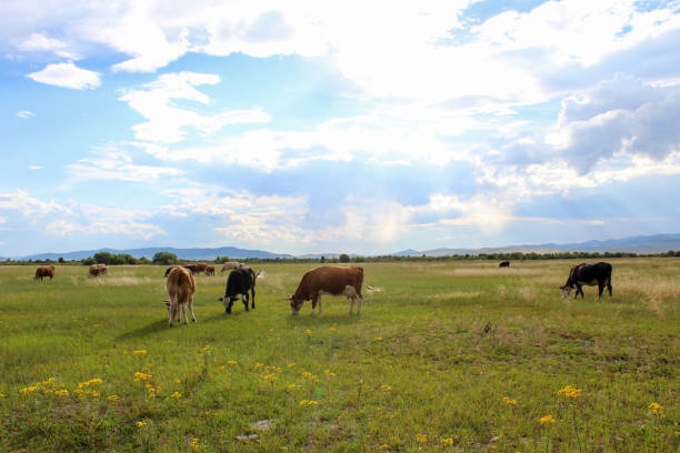 herd of cows grazing on summer meadow